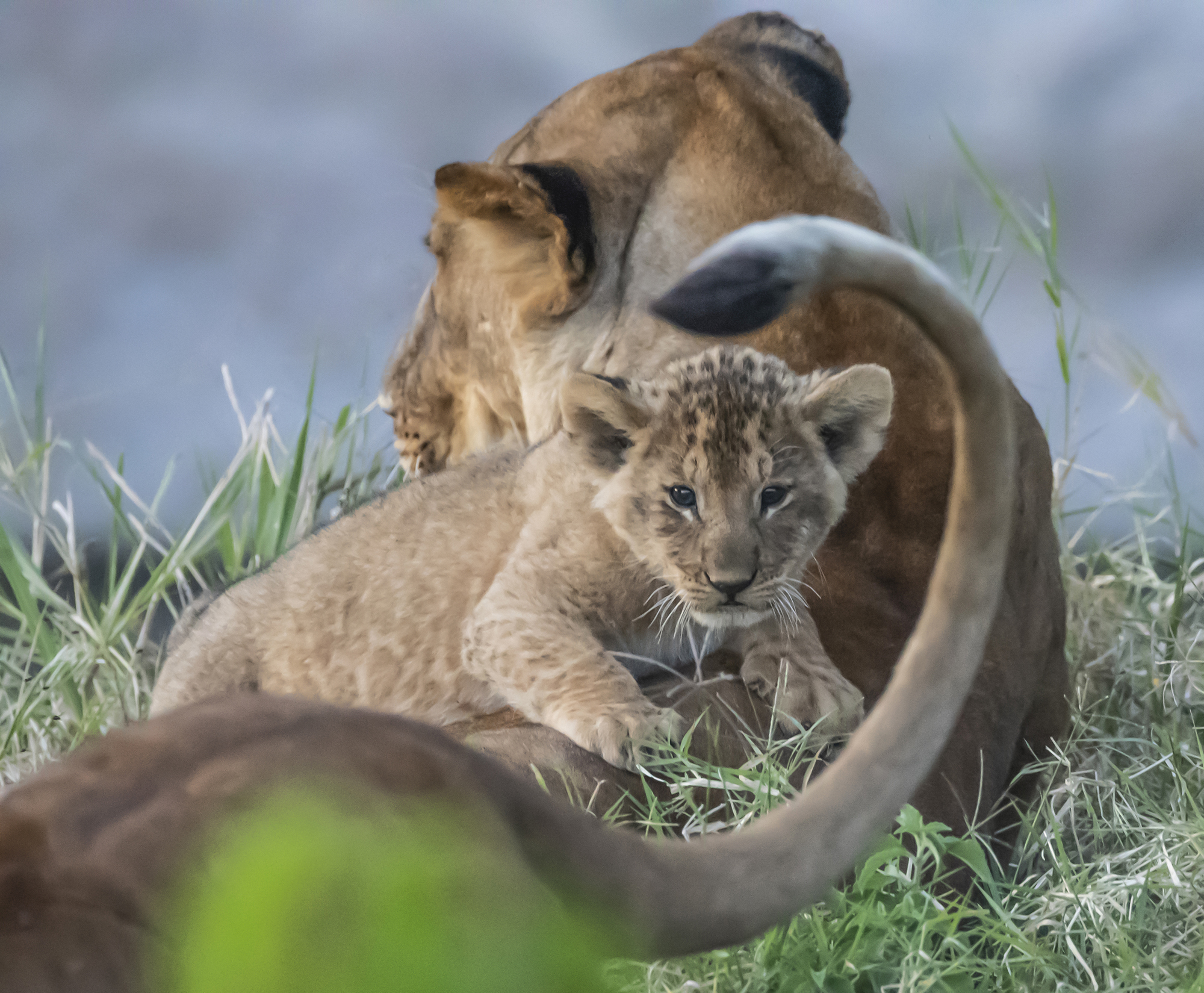 26 P. Fig Tree Pride - Sylvia Schwed